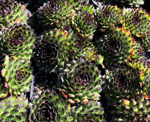 Skalná ruža ‘Reinhard‘, v črepníku 2l Sempervivum ‘Reinhard‘