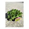 Skalná ruža ‘Reinhard‘, v črepníku 2l Sempervivum ‘Reinhard‘