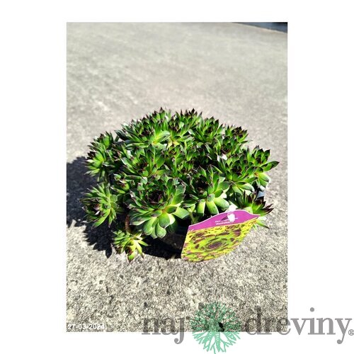 Skalná ruža ‘Reinhard‘, v črepníku 2l Sempervivum ‘Reinhard‘