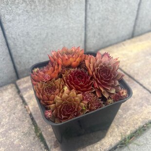 Skalná ruža ‘Rubin‘ v črepníku