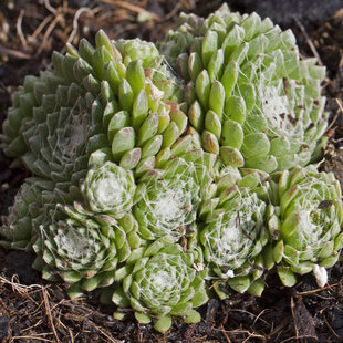 Skalnica pavučinatá, v črepníku Serpervivum arachnoideum