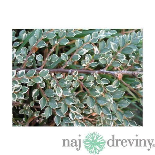 Skalník Atropurpureus Variegata 20/40 cm, v črepníku Cotoneaster atropurpureus variegatus