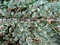 Skalník Atropurpureus Variegata 20/40 cm, v črepníku Cotoneaster atropurpureus variegatus
