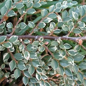 Skalník Atropurpureus Variegata 20/40 cm, v črepníku Cotoneaster atropurpureus variegatus