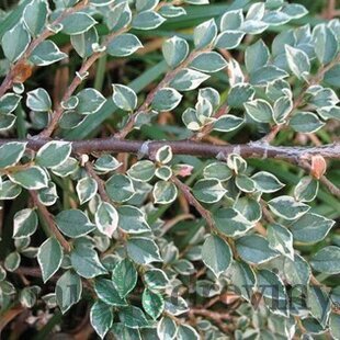 Skalník Atropurpureus Variegata 20/40 cm, v črepníku Cotoneaster atropurpureus variegatus