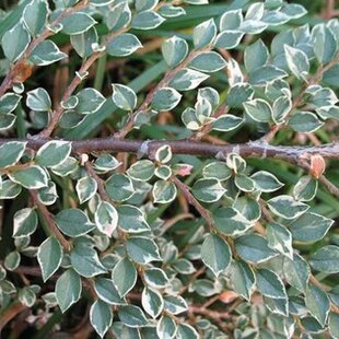 Skalník Atropurpureus Variegata 20/40 cm, v črepníku Cotoneaster atropurpureus variegatus