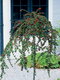 Skalník biely na kmienku 80/120 cm, v črepníku Cotoneaster lactcus