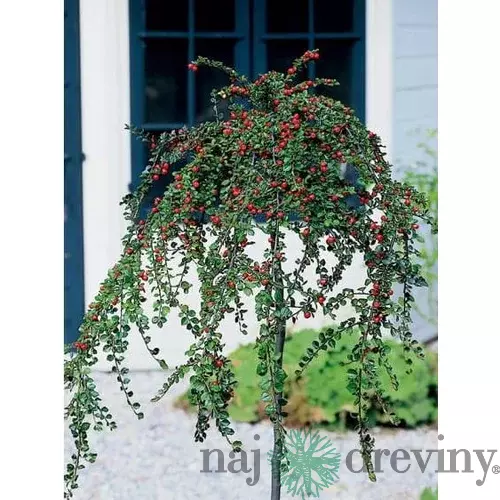Skalník biely na kmienku 80/120 cm, v črepníku Cotoneaster lactcus
