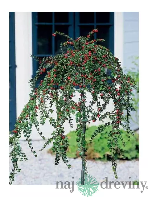 Skalník biely na kmienku 80/120 cm, v črepníku Cotoneaster lactcus