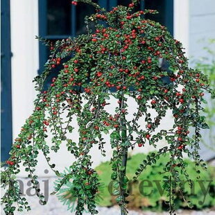 Skalník biely na kmienku 80/120 cm, v črepníku Cotoneaster lactcus