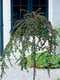 Skalník biely na kmienku 80/120 cm, v črepníku Cotoneaster lactcus