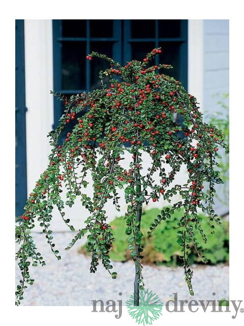 Skalník biely na kmienku 80/120 cm, v črepníku Cotoneaster lactcus