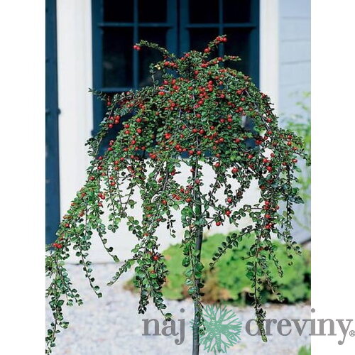Skalník biely na kmienku 80/120 cm, v črepníku Cotoneaster lactcus