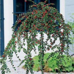 Skalník biely na kmienku 80/120 cm, v črepníku Cotoneaster lactcus