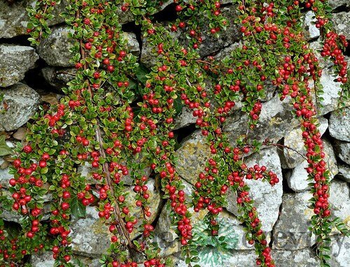 Skalník dammeri Skogholm, 20/+cm, v črepníku Cotoneaster dammeri Skogholm