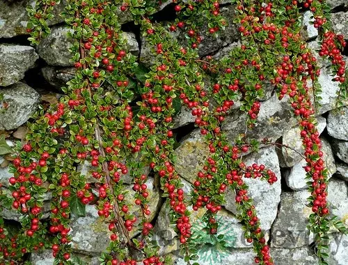 Skalník dammeri Skogholm, 20/+cm, v črepníku Cotoneaster dammeri Skogholm
