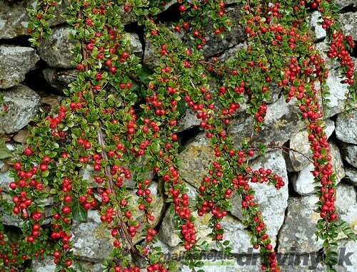 Skalník dammeri Skogholm, 20/+cm, v črepníku Cotoneaster dammeri Skogholm
