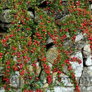 Skalník dammeri Skogholm, 20/+cm, v črepníku Cotoneaster dammeri Skogholm