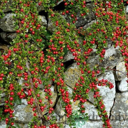 Skalník dammeri Skogholm, 20/+cm, v črepníku Cotoneaster dammeri Skogholm