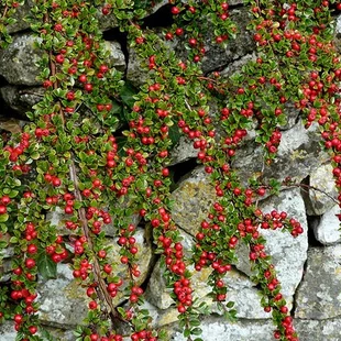 Skalník dammeri Skogholm, 20/+cm, v črepníku Cotoneaster dammeri Skogholm