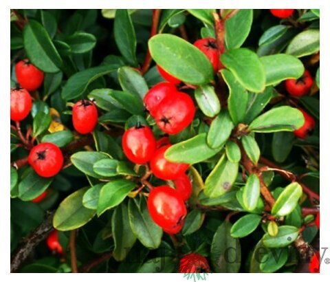 Skalník Dammerov, v črepníku Cotoneaster Dammeri