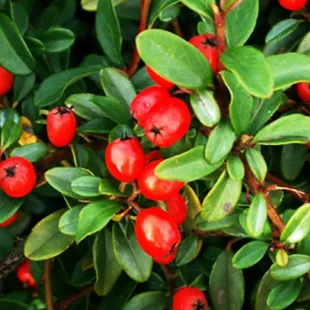 Skalník Dammerov, v črepníku Cotoneaster Dammeri