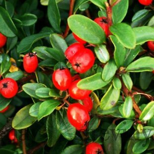 Skalník Dammerov, v črepníku Cotoneaster Dammeri