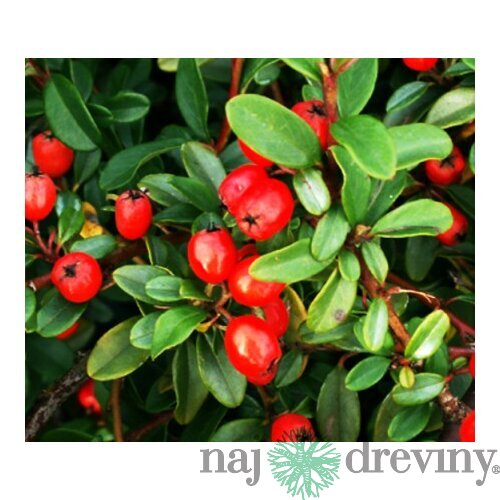 Skalník Dammerov, v črepníku Cotoneaster Dammeri