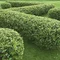 Skalník lesklý, 40/60 cm, v črepníku Cotoneaster lucidus