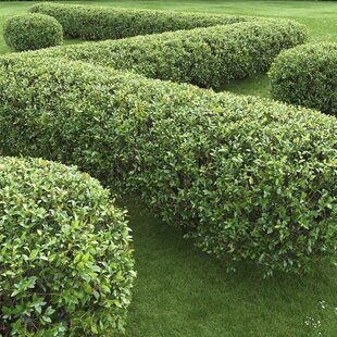 Skalník lesklý, 40/60 cm, v črepníku Cotoneaster lucidus