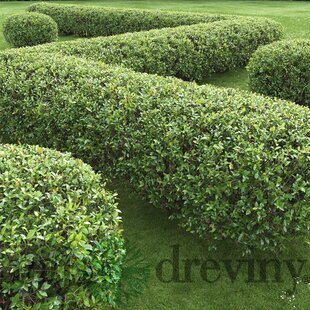 Skalník lesklý, 40/60 cm, v črepníku Cotoneaster lucidus