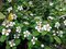 Skalník radicans Eichholz, 20/+cm, v črepníku Cotoneaster radicans Eichholz
