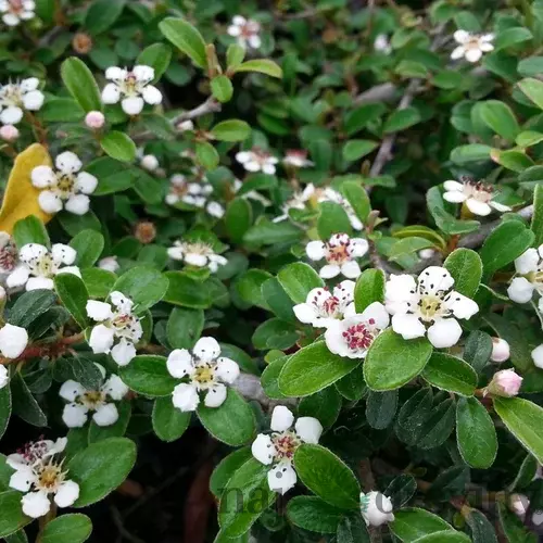 Skalník radicans Eichholz, 20/+cm, v črepníku Cotoneaster radicans Eichholz