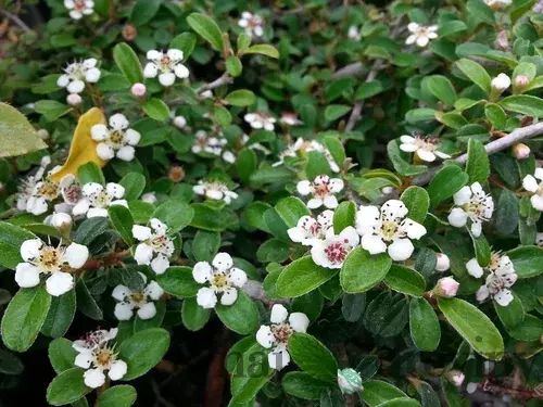 Skalník radicans Eichholz, 20/+cm, v črepníku Cotoneaster radicans Eichholz