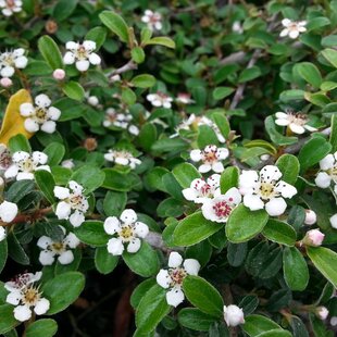 Skalník radicans Eichholz, 20/+cm, v črepníku Cotoneaster radicans Eichholz