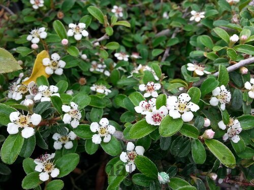 Skalník radicans Eichholz, 20/+cm, v črepníku Cotoneaster radicans Eichholz