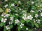 Skalník radicans Eichholz, 20/+cm, v črepníku Cotoneaster radicans Eichholz