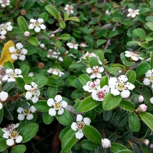 Skalník radicans Eichholz, 20/+cm, v črepníku Cotoneaster radicans Eichholz