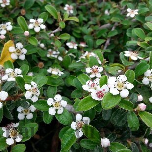 Skalník radicans Eichholz, 20/+cm, v črepníku Cotoneaster radicans Eichholz