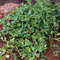 Skalník rozprestretý Dammeri Major, v črepníku 20/40 cm Cotoneaster horizontalis Dammeri Major