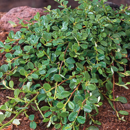 Skalník rozprestretý Dammeri Major, v črepníku 20/40 cm Cotoneaster horizontalis Dammeri Major