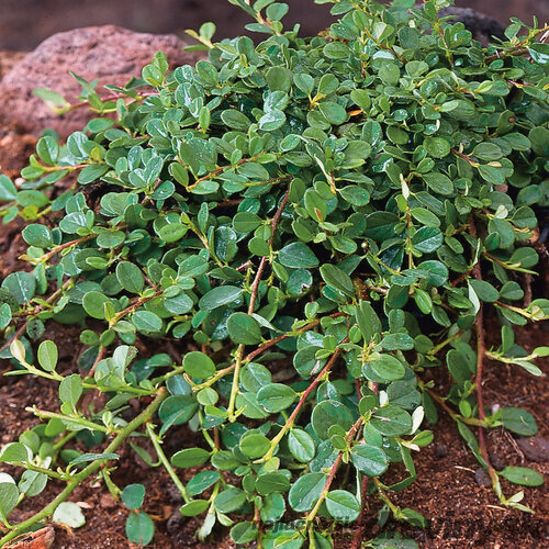 Skalník rozprestretý Dammeri Major, v črepníku 20/40 cm Cotoneaster horizontalis Dammeri Major