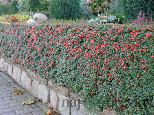 Skalník rozprestretý Dammeri Major, v črepníku 40/60 cm