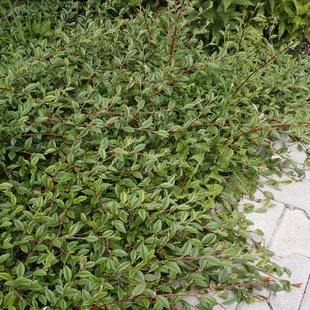 Skalník salicifolius Parkteppich, 20/+cm, v črepníku Cotoneaster salicifolius Parkteppich