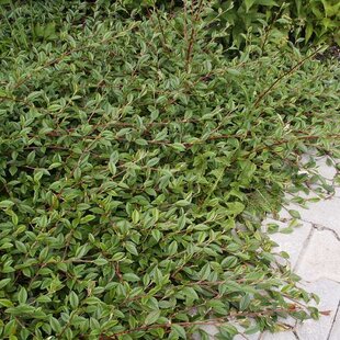 Skalník salicifolius Parkteppich, 20/+cm, v črepníku Cotoneaster salicifolius Parkteppich