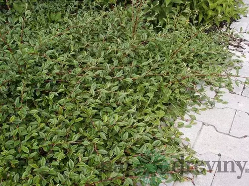 Skalník salicifolius Parkteppich, 20/+cm, v črepníku Cotoneaster salicifolius Parkteppich