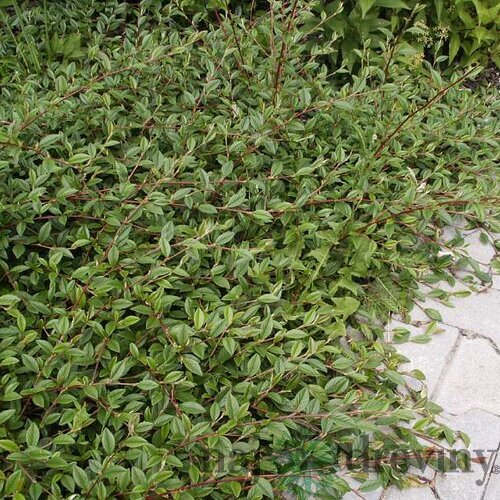 Skalník salicifolius Parkteppich, 20/+cm, v črepníku Cotoneaster salicifolius Parkteppich