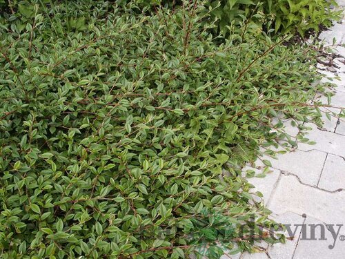 Skalník salicifolius Parkteppich, 20/+cm, v črepníku Cotoneaster salicifolius Parkteppich