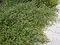 Skalník salicifolius Parkteppich, 20/+cm, v črepníku Cotoneaster salicifolius Parkteppich