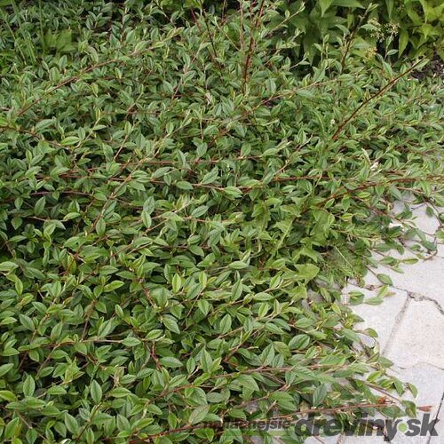 Skalník salicifolius Parkteppich, 20/+cm, v črepníku Cotoneaster salicifolius Parkteppich